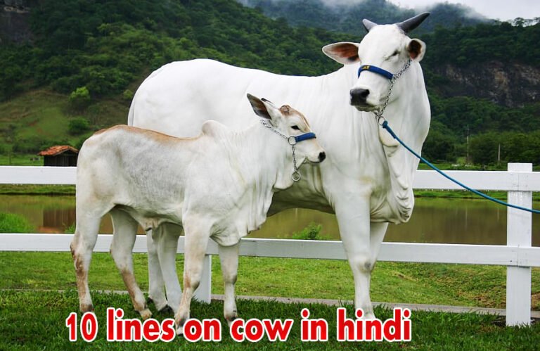 10 Lines on Cow in Hindi, Cow Essay 10 Lines, गाय पर 10 लाइन निबन्ध, गाय पर 10 वाक्य, गाय पर 10 पंक्तियाँ हिंदी में, गाय पर निबंध 10 लाइन hindi में class 5, the cow essay 10 lines, cow essay 10 lines, the cow 10 lines, the cow essay 10 lines for class 2, cow essay in hindi 10 lines