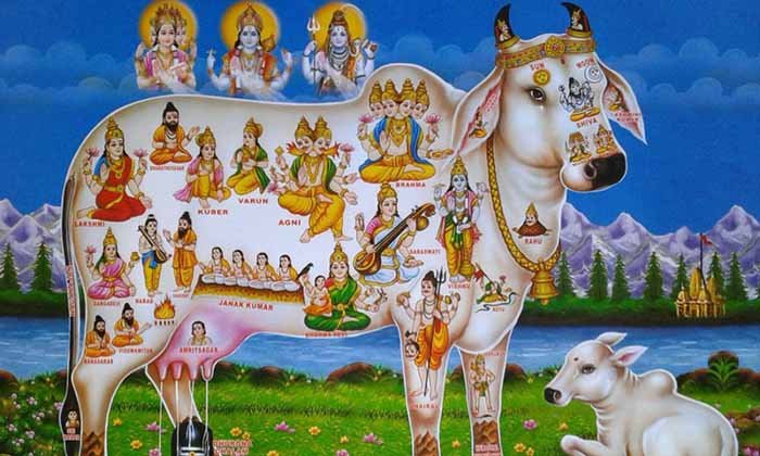 10 lines on cow, the cow essay 10 lines, cow essay 10 lines, the cow 10 lines, the cow essay 10 lines for class 2, cow essay in english 10 lines, the cow essay 10 lines for class 3, 10 lines on cow in english, 10 lines on cow for class 1, the cow essay 10 lines for class 1, 10 lines on cow in english for class 4