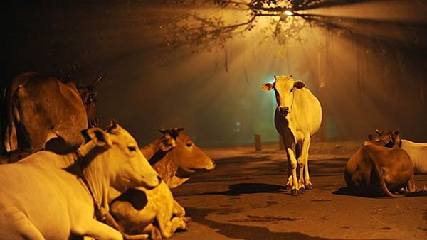 गाय मराठी निबंध | 10 lines Marathi Essay On Cow
