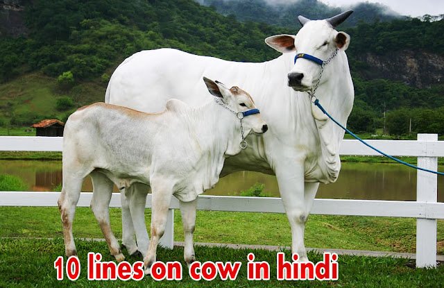 10 Lines on Cow in Hindi - Cow Essay 10 Lines